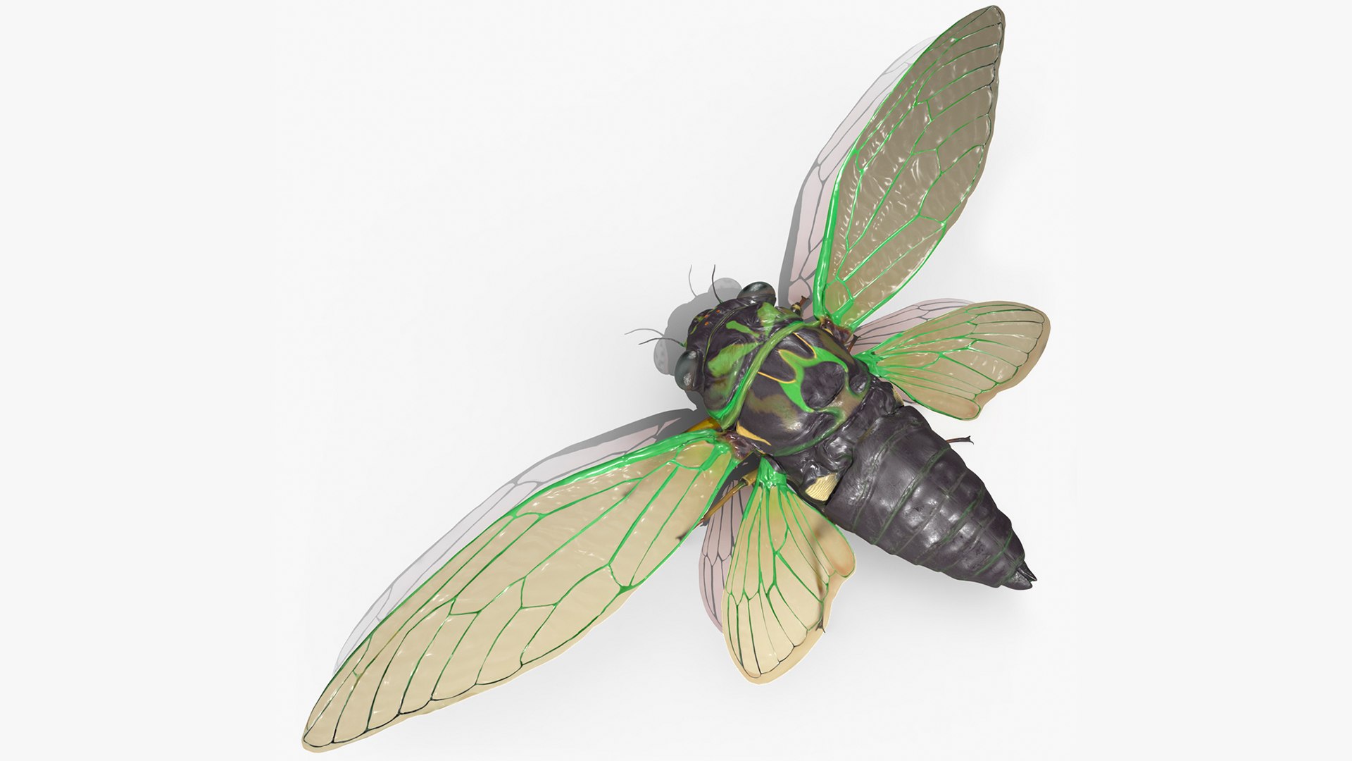Cicada 3D model preview