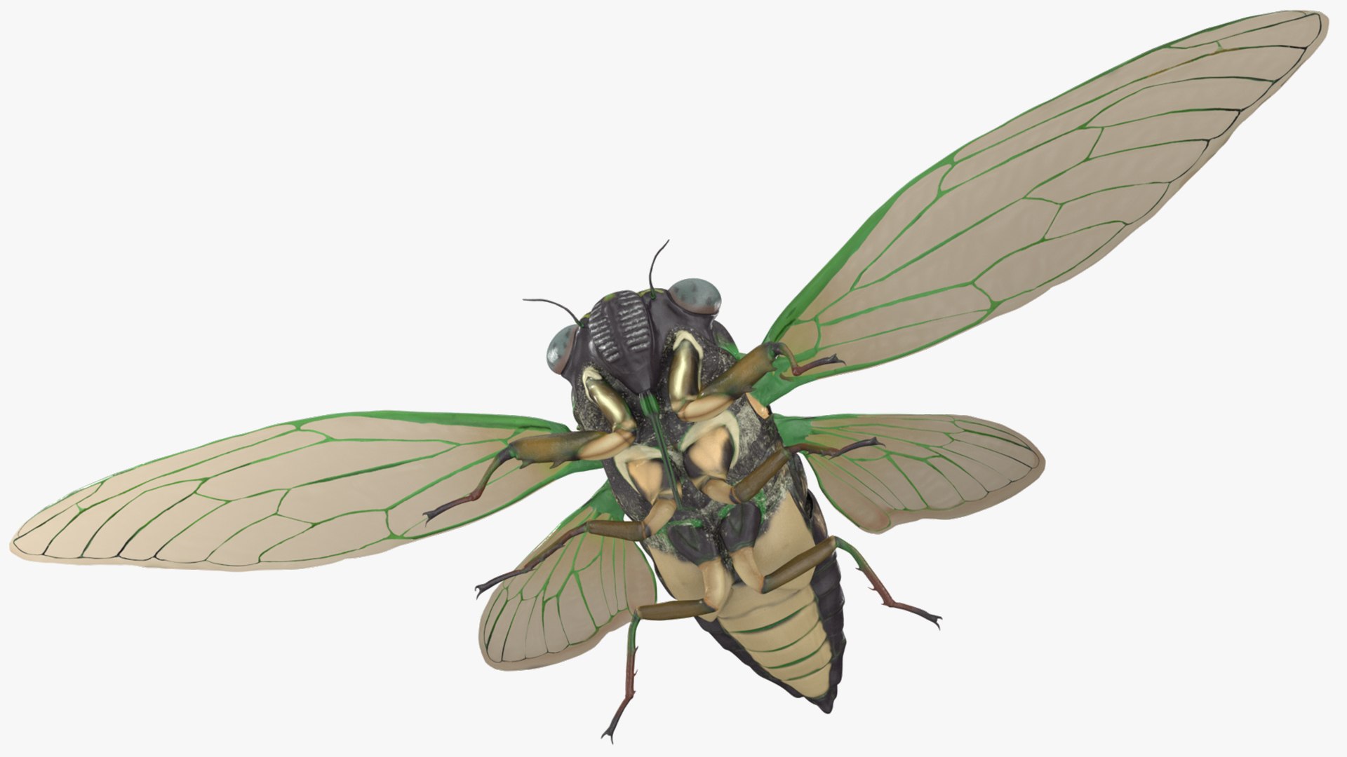 3D Cicada https://p.turbosquid.com/ts-thumb/XL/lFSxiJ/mI/cicada3dsmodel011/jpg/1680161296/1920x1080/fit_q87/e781f900ad9cb609dacddce99823a0376314002f/cicada3dsmodel011.jpg