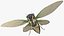 Cicada