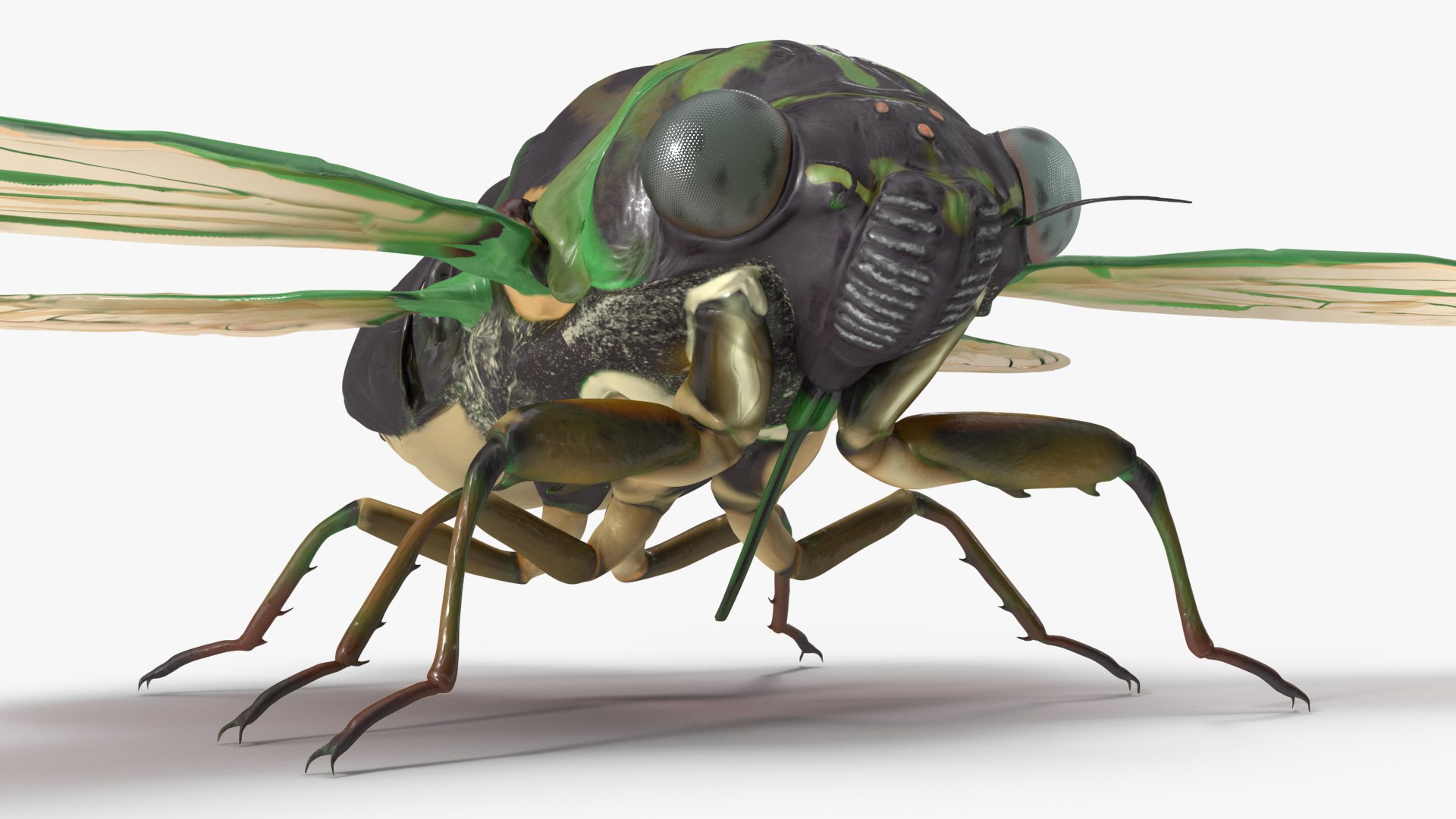 3D Cicada https://p.turbosquid.com/ts-thumb/XL/lFSxiJ/p2/cicada3dsmodel014/jpg/1680161305/1920x1080/fit_q87/c01b65082efd052b42f1d67a51ab76d0de2be9dc/cicada3dsmodel014.jpg