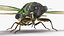 Cicada