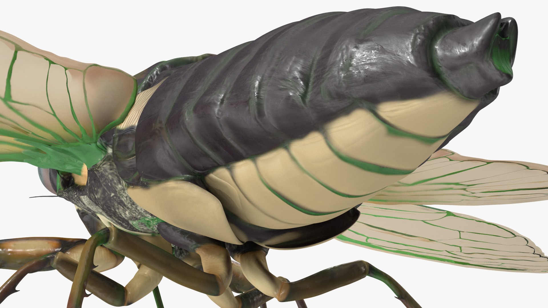 3D Cicada https://p.turbosquid.com/ts-thumb/XL/lFSxiJ/wK/cicada3dsmodel013/jpg/1680161302/1920x1080/fit_q87/b7fc523e5b87272a2fda263200513825e0dd1e87/cicada3dsmodel013.jpg