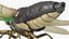 Cicada