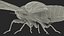 Cicada