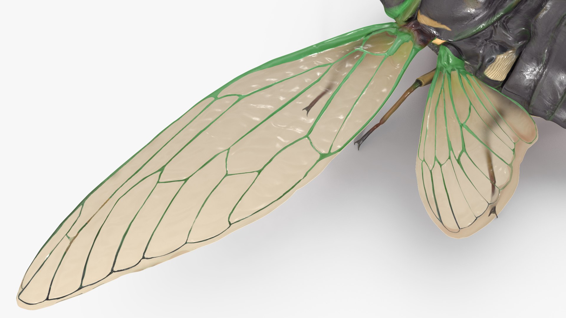 3D Cicada https://p.turbosquid.com/ts-thumb/XL/lFSxiJ/xM/cicada3dsmodel016/jpg/1680161311/1920x1080/fit_q87/708b032bf4d741c077a57252a03a7bf2aaef82f1/cicada3dsmodel016.jpg