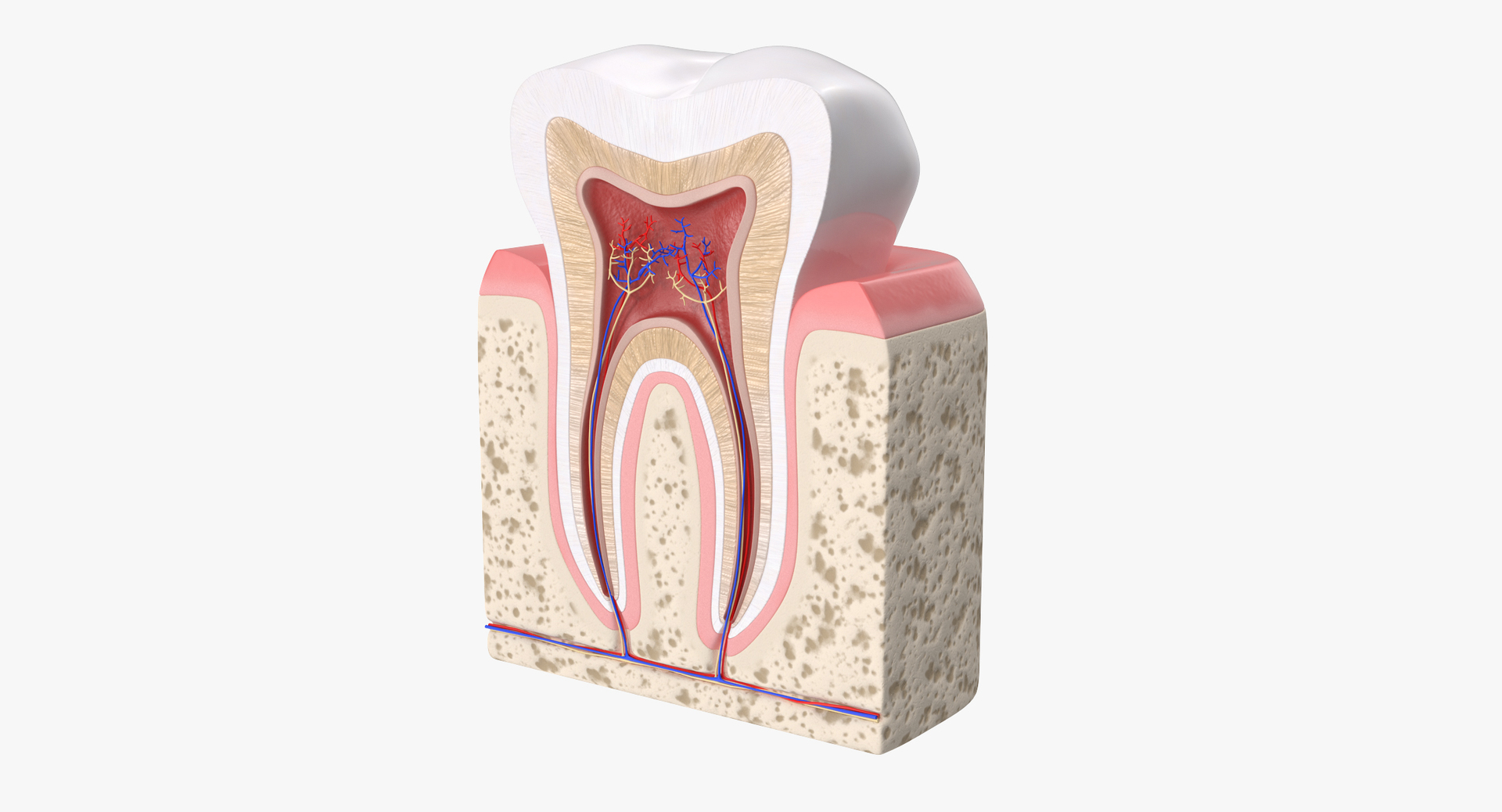 dental 3 3D https://p.turbosquid.com/ts-thumb/XL/uMHi1R/dor2zMnM/dental_collection_3_371/jpg/1543060196/1920x1080/turn_fit_q99/8d0f2bd2f6670a96e82b5aeef9bb3d287979e317/dental_collection_3_371-1.jpg