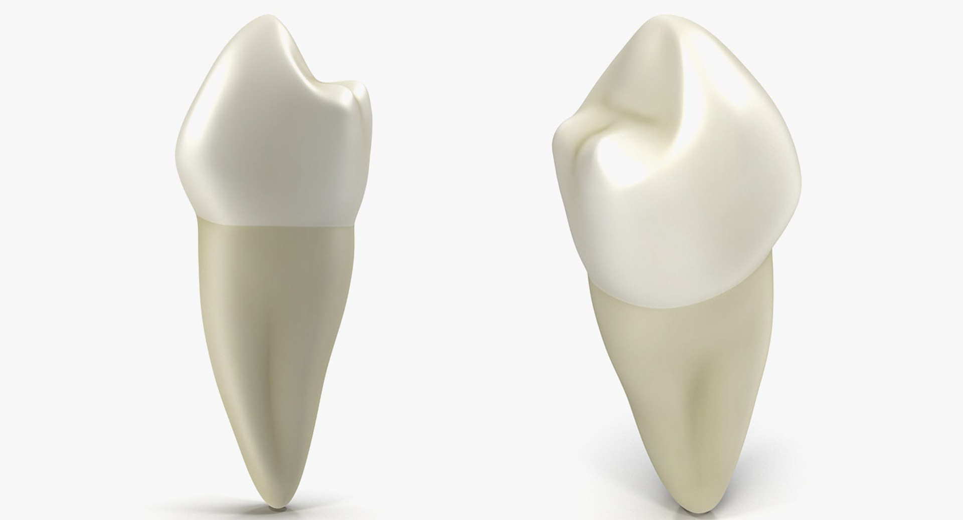 dental 3 3D https://p.turbosquid.com/ts-thumb/XL/uMHi1R/rBZ0ksAB/dentalcollection33dmodel055/jpg/1543060953/1920x1080/fit_q87/071e469f921a598d96abf382f025bf9c41b9a3b1/dentalcollection33dmodel055.jpg