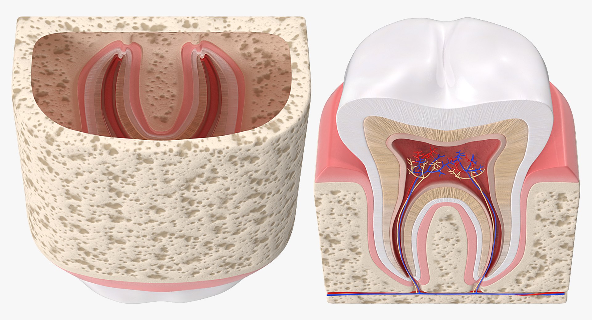 dental 3 3D https://p.turbosquid.com/ts-thumb/XL/uMHi1R/tyJAHj2N/dentalcollection33dmodel048/jpg/1543060950/1920x1080/fit_q87/65eaf72eba124cf6830cb8da80a073a64591521e/dentalcollection33dmodel048.jpg