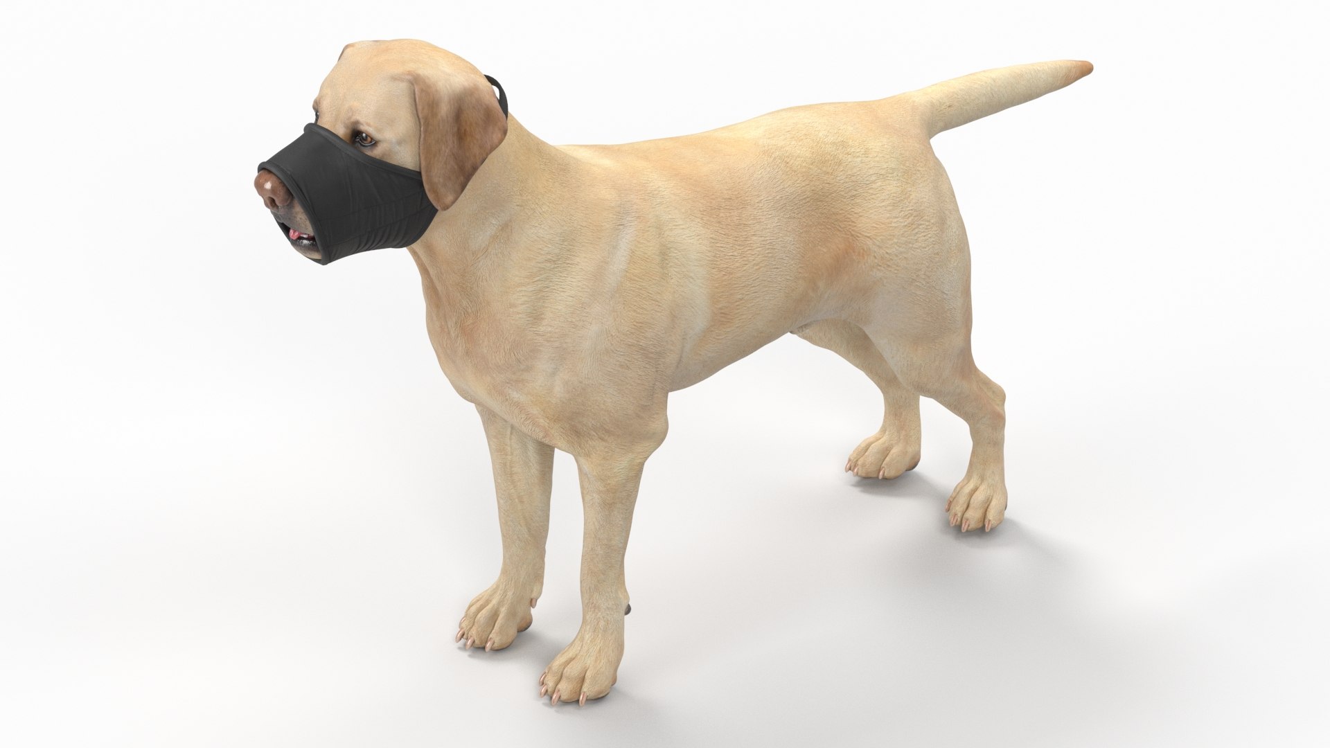 Labrador with Nylon Dog Muzzle 3D model preview