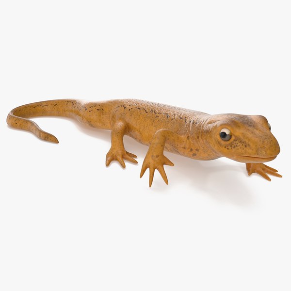 3D model European Newt Crawling Pose