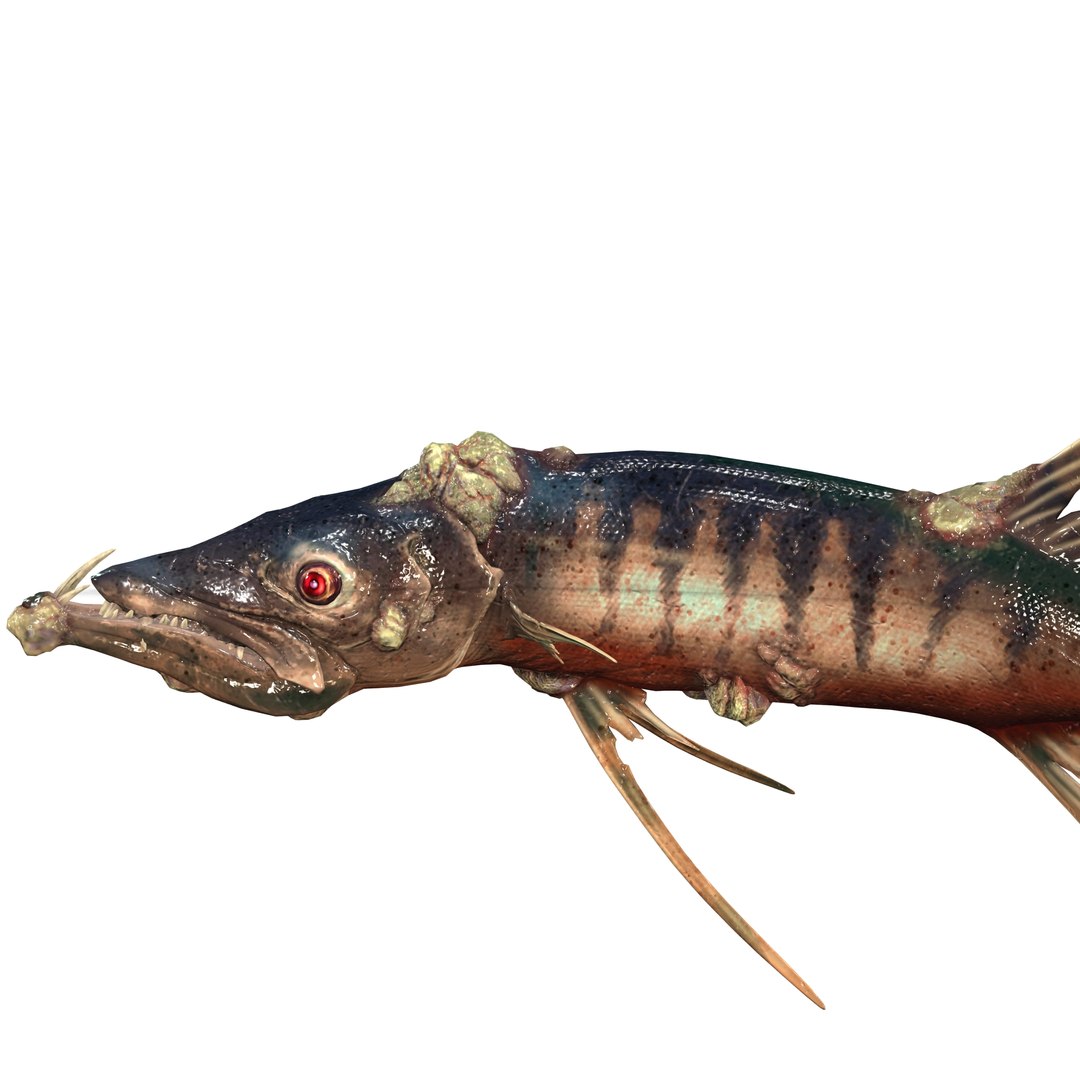 3D model BARRACUDA FISH ANIMAL SEA https://p.turbosquid.com/ts-thumb/XM/7LK8Ul/8v/5/jpg/1711815664/1920x1080/fit_q87/52fe05d7f9d5b1a123f93c8d3d5208bd9917e3ba/5.jpg