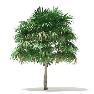 3D thatch palm tree 5