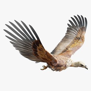 3D Griffon Vulture-BLENDER