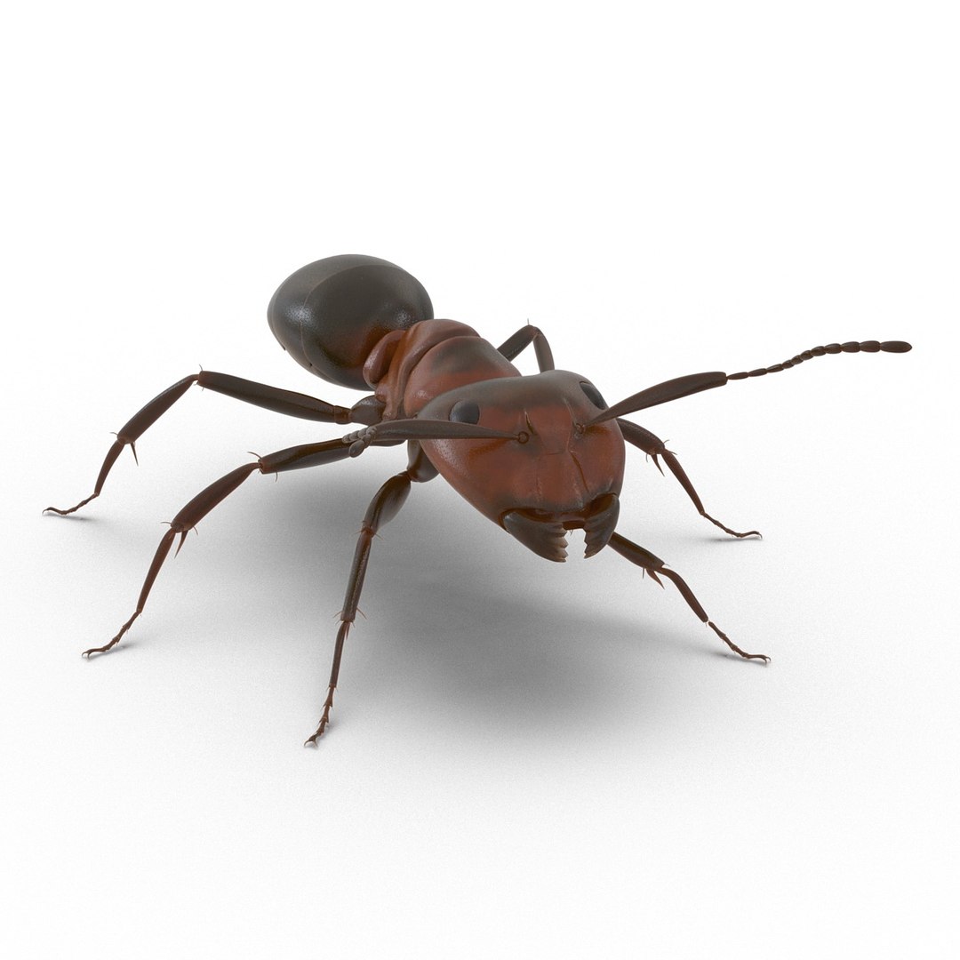 3d red ant rigged model https://p.turbosquid.com/ts-thumb/XM/S4VdQK/4B1l5S4w/readantrigged3dmodel02/jpg/1453718637/1920x1080/fit_q87/e97c4f3612385496a636f12dc7308c06c7630388/readantrigged3dmodel02.jpg