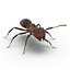 Red Ant Rigged