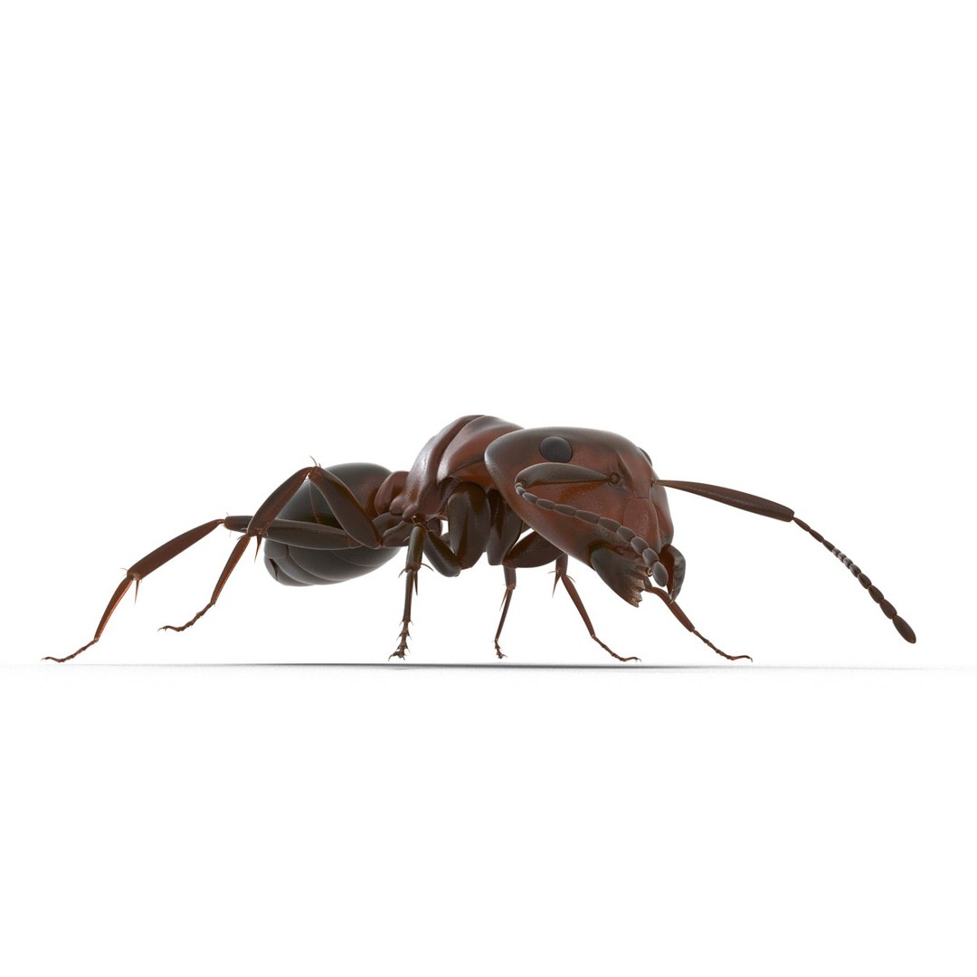 3d red ant rigged model https://p.turbosquid.com/ts-thumb/XM/S4VdQK/6QmixAIA/readantrigged3dmodel14/jpg/1453718639/1920x1080/fit_q87/3f2c754df8726dec2a59ff5ba197d25ee523176e/readantrigged3dmodel14.jpg
