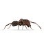 Red Ant Rigged