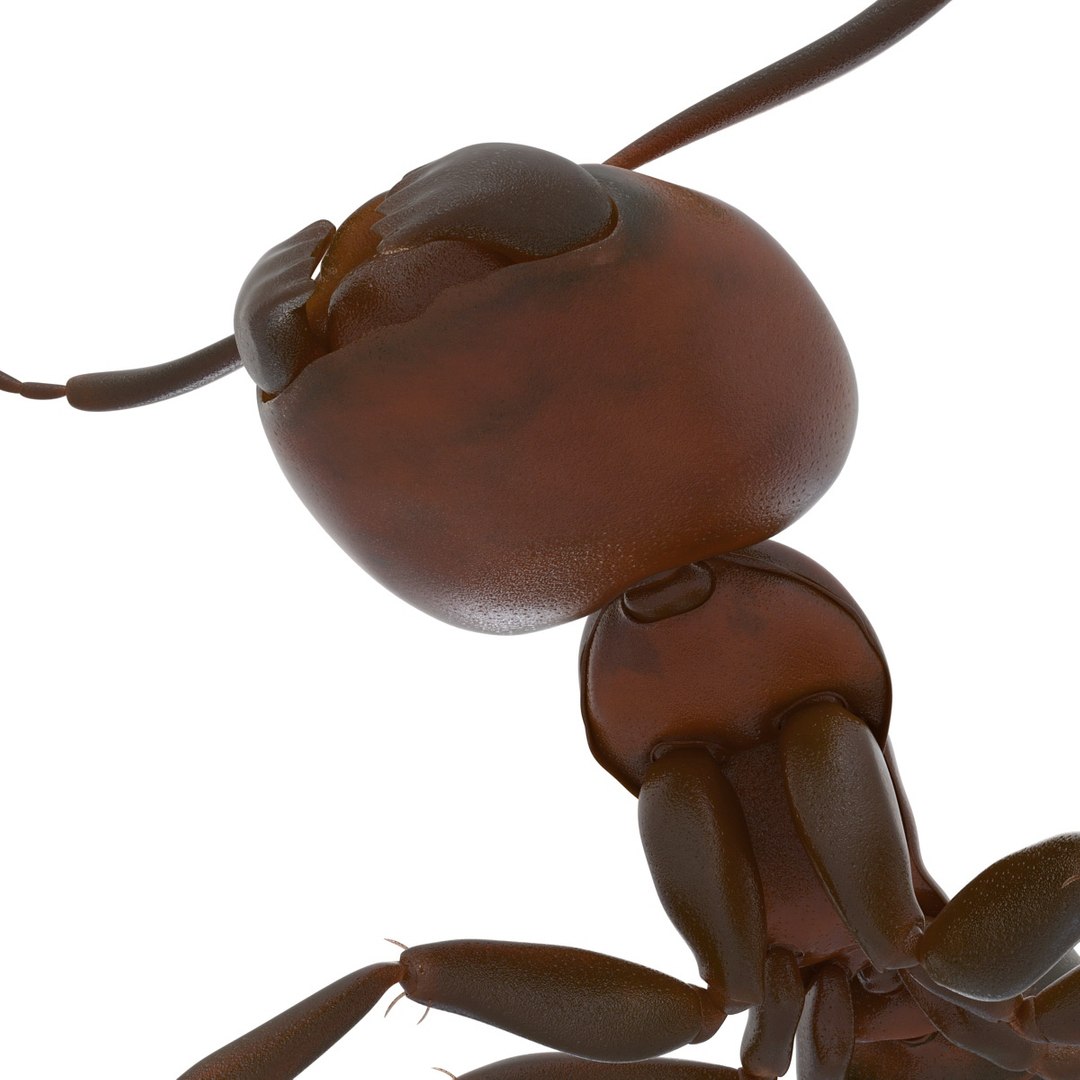 3d red ant rigged model https://p.turbosquid.com/ts-thumb/XM/S4VdQK/6ifSiw1v/readantrigged3dmodel27/jpg/1453718640/1920x1080/fit_q87/d1628236913687dc977867899d1ee449d1565c55/readantrigged3dmodel27.jpg