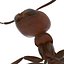 Red Ant Rigged