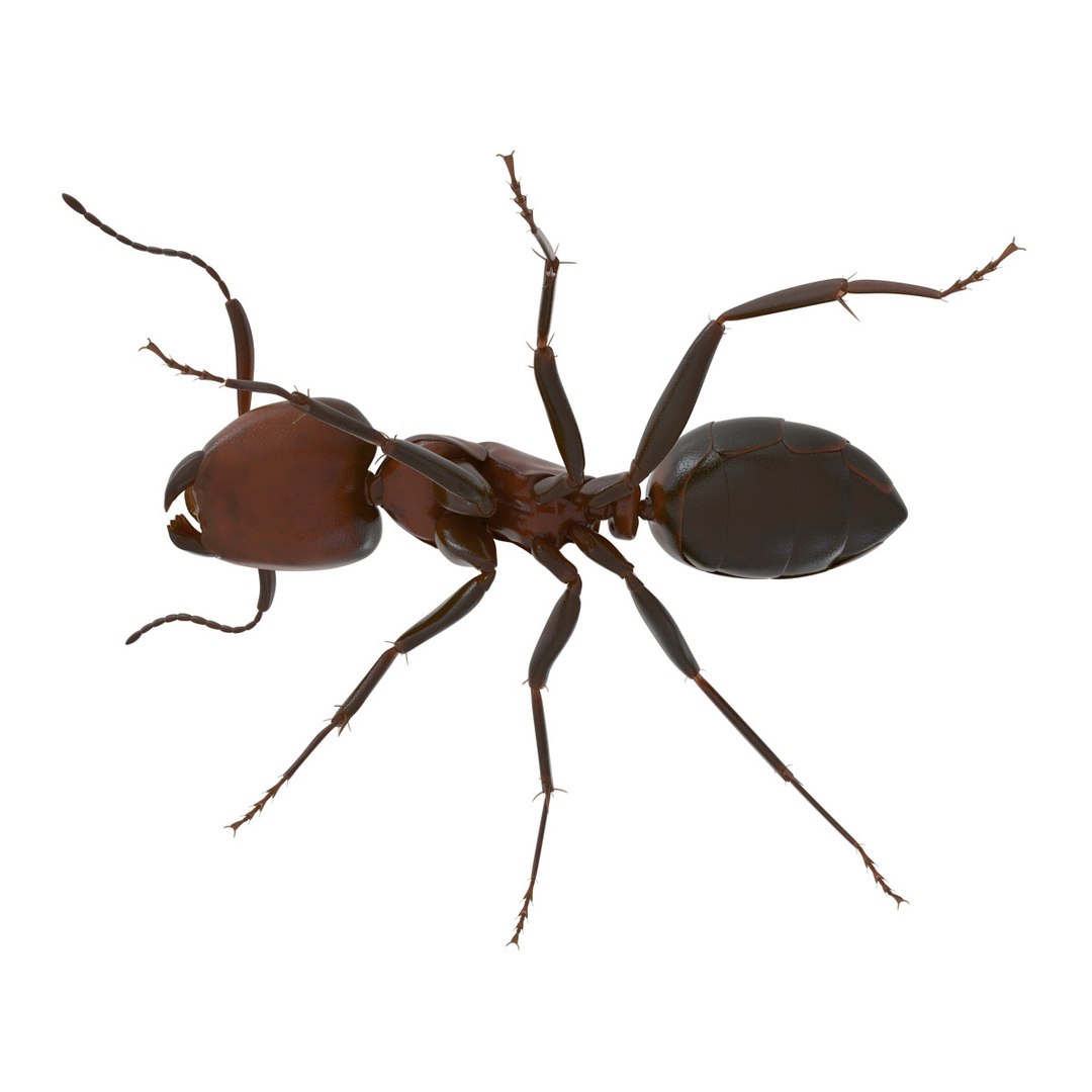 3d red ant rigged model https://p.turbosquid.com/ts-thumb/XM/S4VdQK/79ZDZ5Qw/readantrigged3dmodel07/jpg/1453718638/1920x1080/fit_q87/f79e24daa5d02cba847bb0eb9e1dff049dc14812/readantrigged3dmodel07.jpg