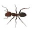 Red Ant Rigged