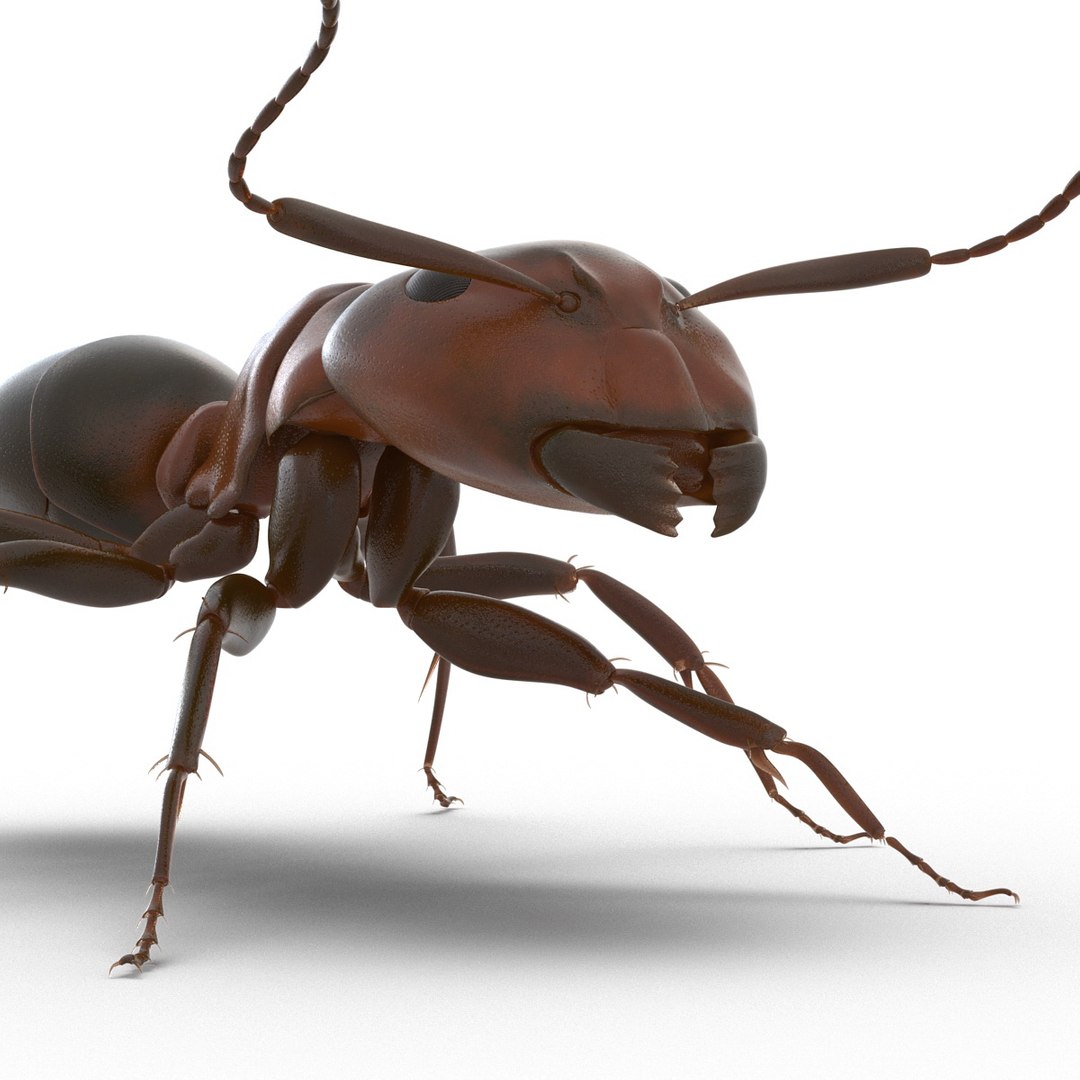 3d red ant rigged model https://p.turbosquid.com/ts-thumb/XM/S4VdQK/AoMfd84p/readantrigged3dmodel25/jpg/1453718640/1920x1080/fit_q87/8a58f64ac433f2d826c6c6ff66d964a01013e6a5/readantrigged3dmodel25.jpg
