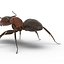 Red Ant Rigged