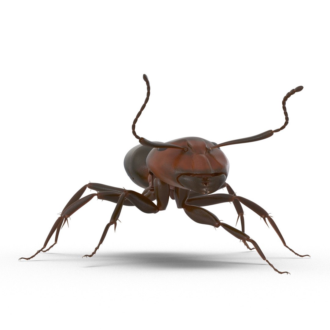 3d red ant rigged model https://p.turbosquid.com/ts-thumb/XM/S4VdQK/FyNs4dAB/readantrigged3dmodel12/jpg/1453718638/1920x1080/fit_q87/c779be7bdffd6ae693c795d945076b111c86ceef/readantrigged3dmodel12.jpg