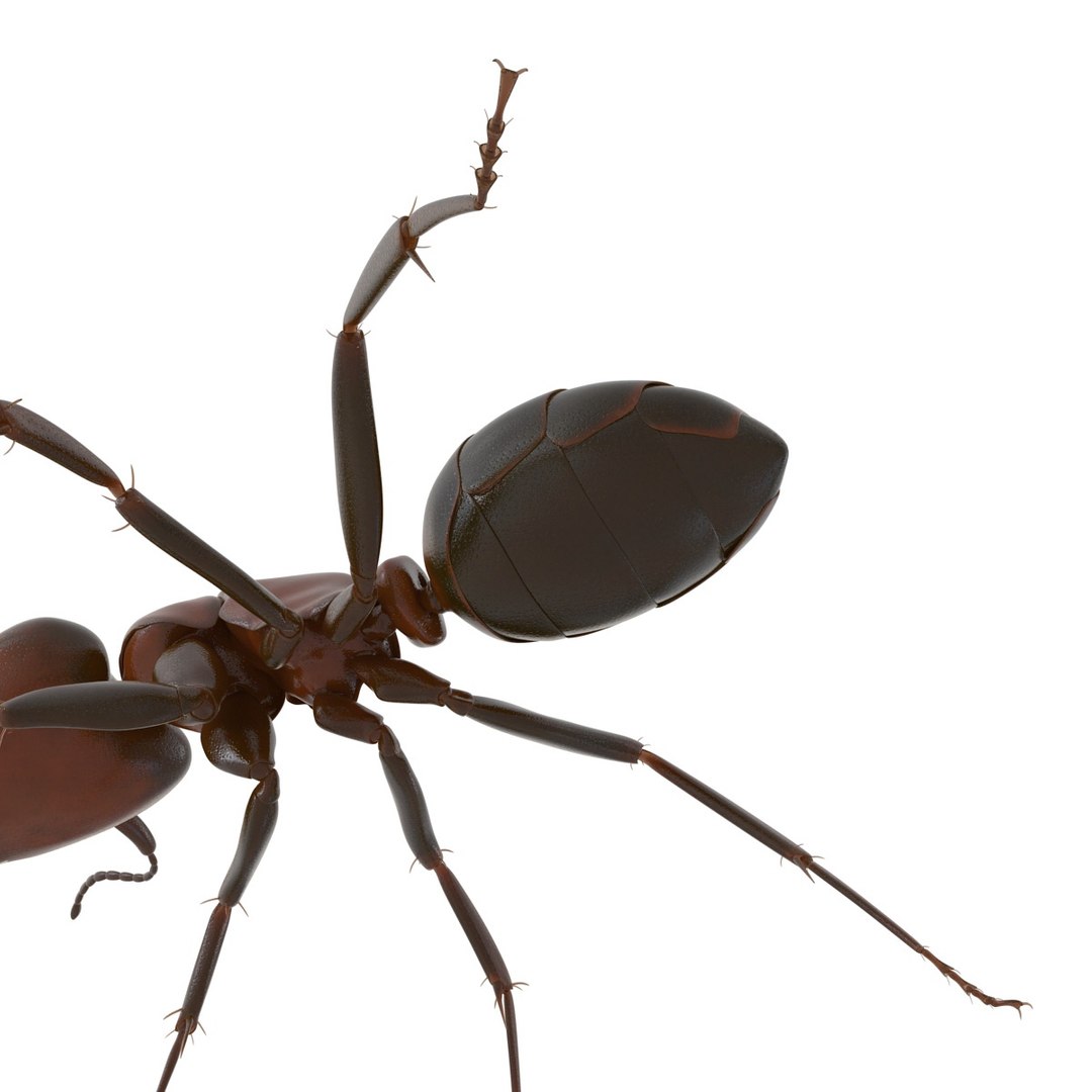 3d red ant rigged model https://p.turbosquid.com/ts-thumb/XM/S4VdQK/JitrLo7H/readantrigged3dmodel19/jpg/1453718639/1920x1080/fit_q87/fa1b24a986058a036d83d28c1849f5f28f87f30a/readantrigged3dmodel19.jpg
