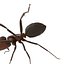 Red Ant Rigged