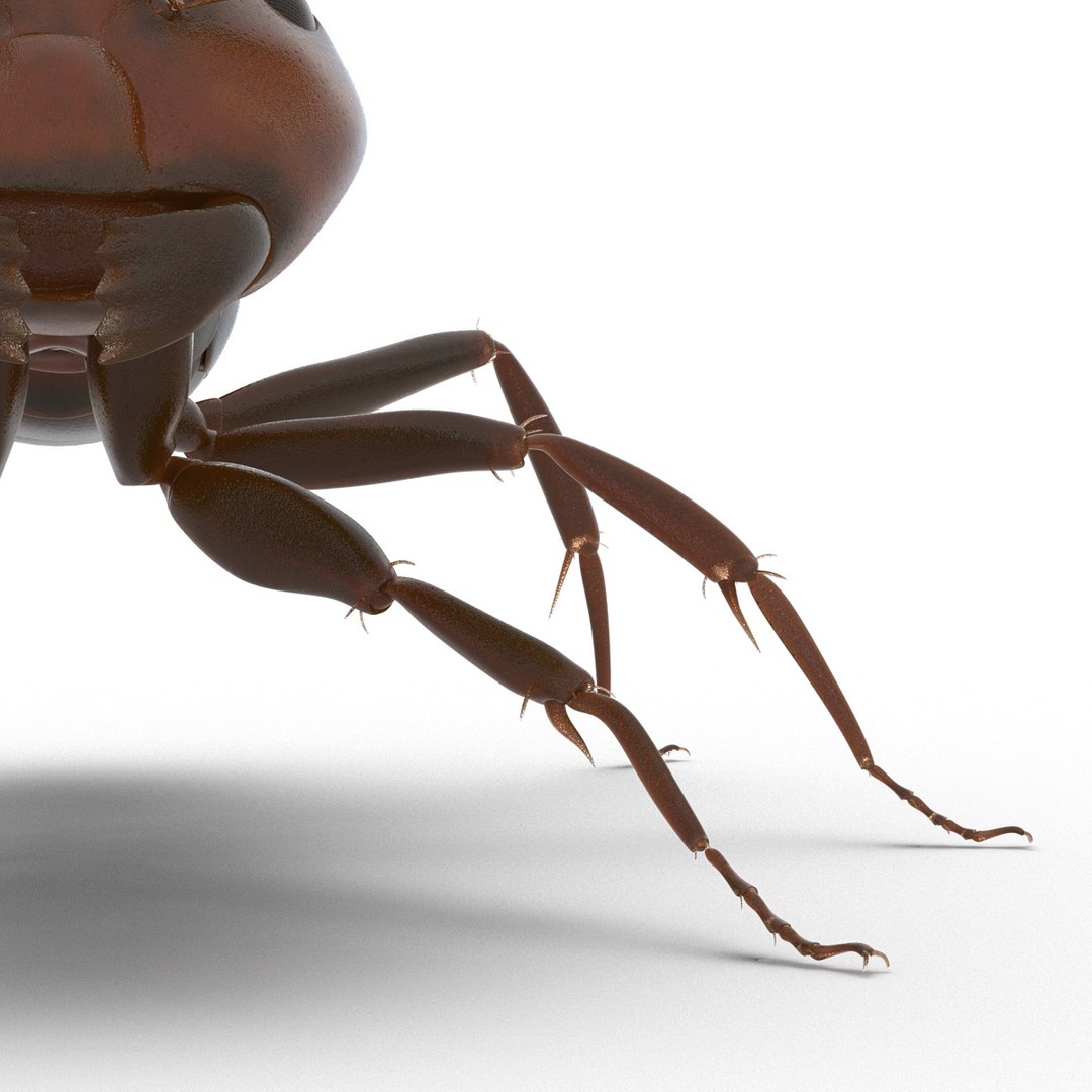 3d red ant rigged model https://p.turbosquid.com/ts-thumb/XM/S4VdQK/LUghxwk6/readantrigged3dmodel29/jpg/1453718641/1920x1080/fit_q87/104c656df2f628b5e86115241cc03295d78749fb/readantrigged3dmodel29.jpg
