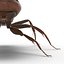 Red Ant Rigged