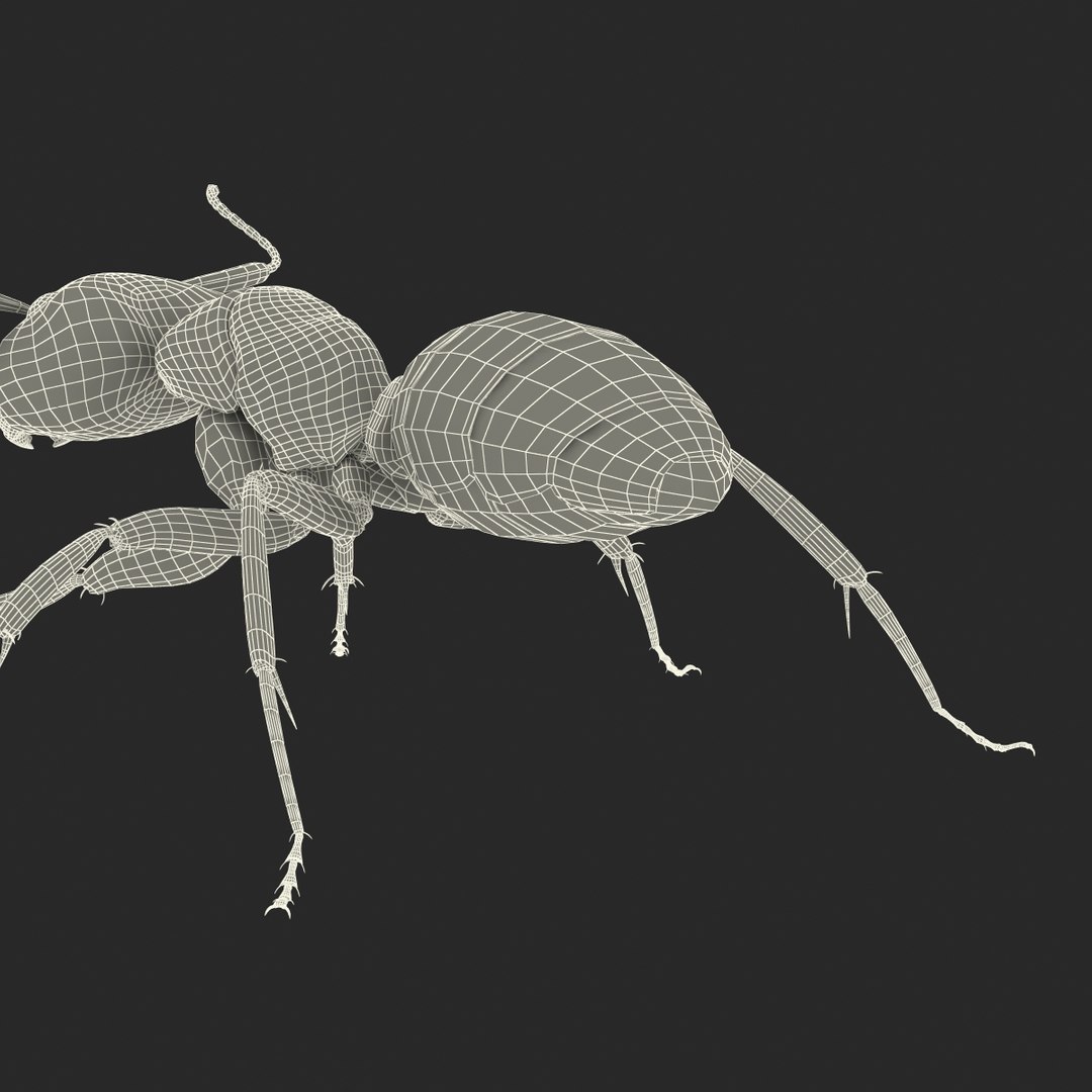 3d red ant rigged model https://p.turbosquid.com/ts-thumb/XM/S4VdQK/O7oPHgOh/readantrigged3dmodel40/jpg/1453718642/1920x1080/fit_q87/d6397b422a4afcc513b51ee6354f1bab445a434a/readantrigged3dmodel40.jpg