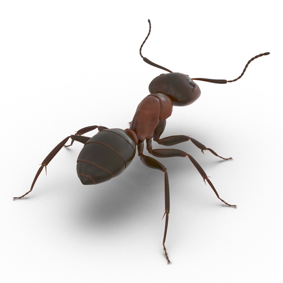 3d red ant rigged model https://p.turbosquid.com/ts-thumb/XM/S4VdQK/OJGXLZjO/readantrigged3dmodel08/jpg/1453718638/1920x1080/fit_q87/25e5f3227f65338ff96c984a566c0b2dc18d98f9/readantrigged3dmodel08.jpg