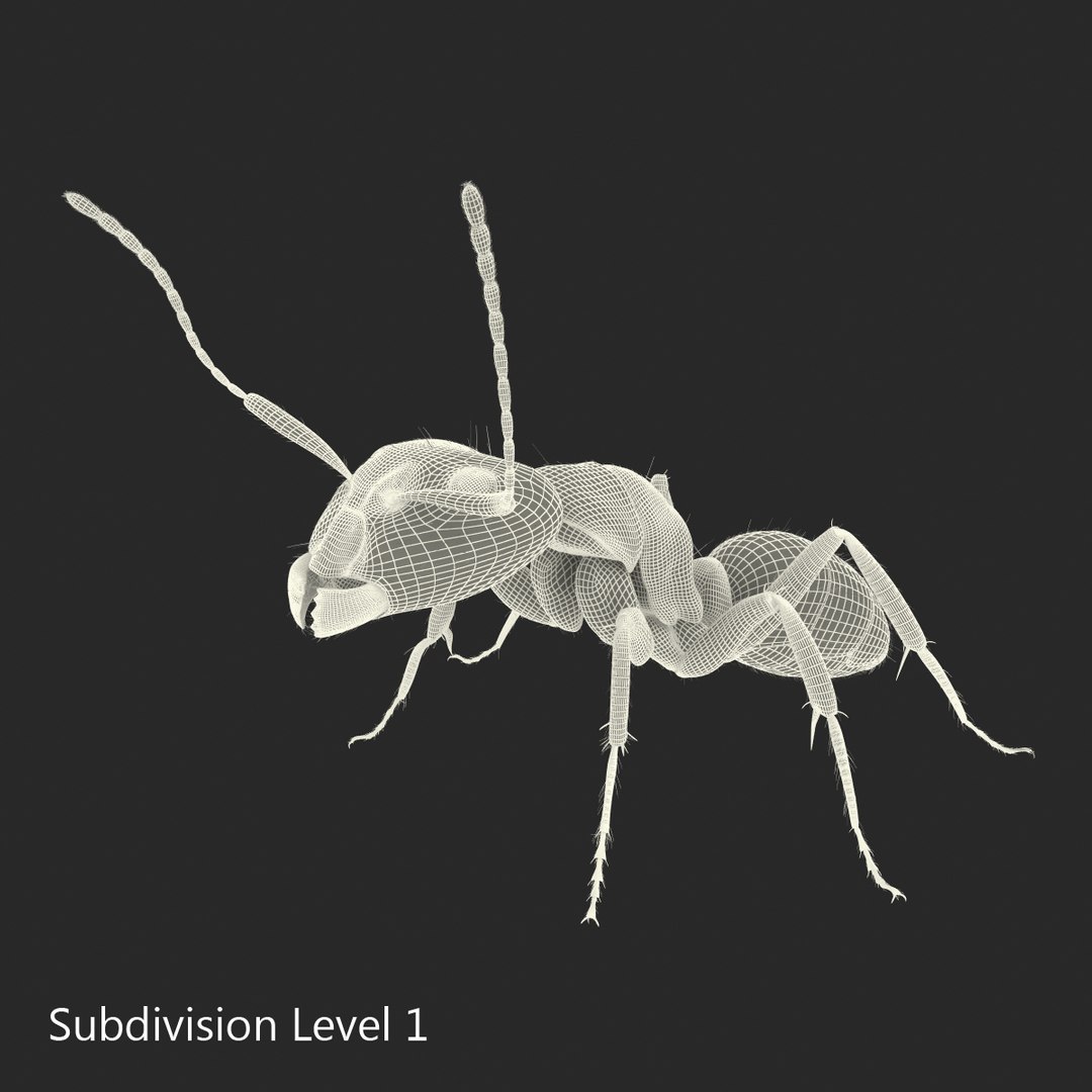 3d red ant rigged model https://p.turbosquid.com/ts-thumb/XM/S4VdQK/SFQbSmFN/readantrigged3dmodel31/jpg/1453718641/1920x1080/fit_q87/b8ca60badb182037d360beb5909881ac1736fee8/readantrigged3dmodel31.jpg