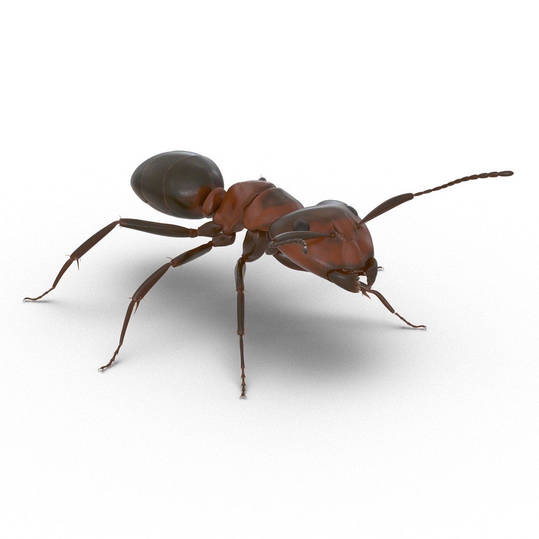 3d red ant rigged model https://p.turbosquid.com/ts-thumb/XM/S4VdQK/TgxS9hIF/readantrigged3dmodel04/jpg/1453718637/1920x1080/fit_q87/00f4baf28d3560cd5fc4a9b8b6c913f6d75f51a0/readantrigged3dmodel04.jpg