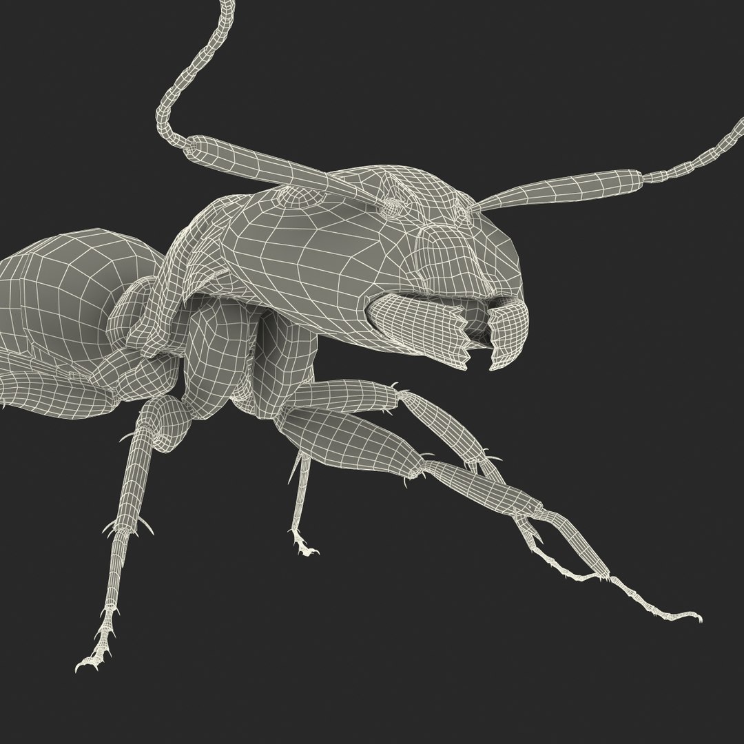 3d red ant rigged model https://p.turbosquid.com/ts-thumb/XM/S4VdQK/V4QmIjnZ/readantrigged3dmodel44/jpg/1453718643/1920x1080/fit_q87/6a91dd75325e670824c70203f95716e9923dcb09/readantrigged3dmodel44.jpg