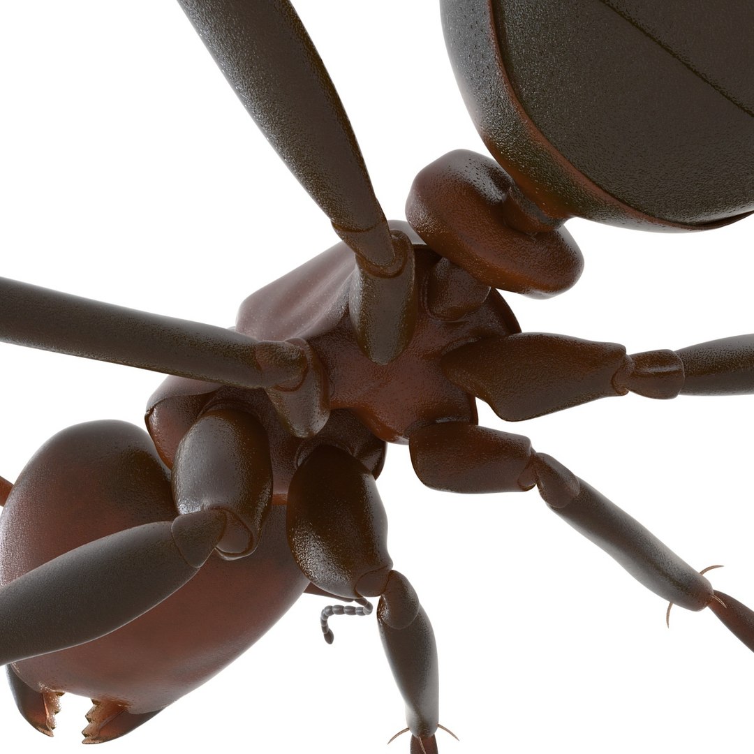 3d red ant rigged model https://p.turbosquid.com/ts-thumb/XM/S4VdQK/VCLvQ8bh/readantrigged3dmodel23/jpg/1453718640/1920x1080/fit_q87/4ea8ed0f4fe95f6cd92e9cca55edbf39a5aa21a7/readantrigged3dmodel23.jpg