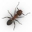 Red Ant Rigged