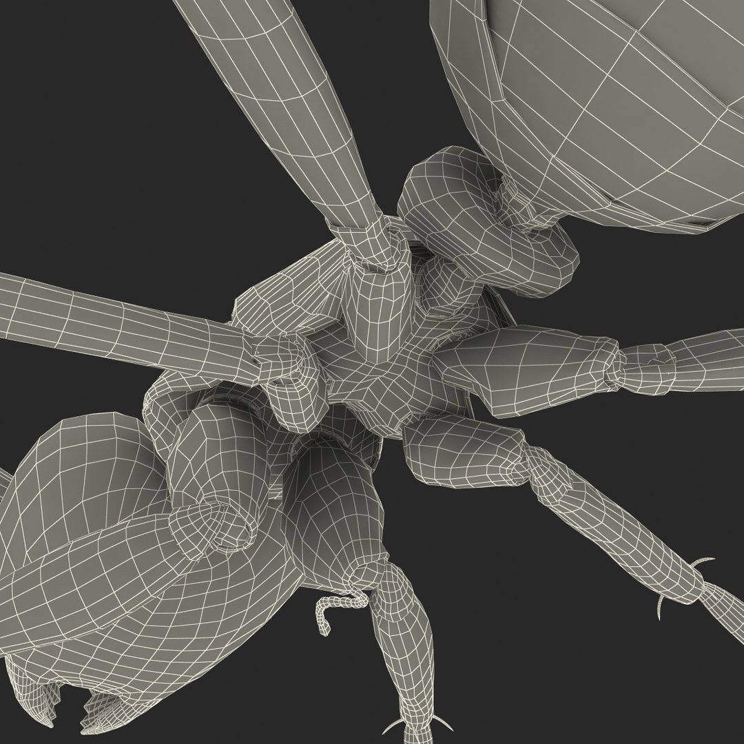 3d red ant rigged model https://p.turbosquid.com/ts-thumb/XM/S4VdQK/XmQSVSnW/readantrigged3dmodel43/jpg/1453718643/1920x1080/fit_q87/62f48213aa27a156957e06ad8fdb7f0f9c4ab18b/readantrigged3dmodel43.jpg