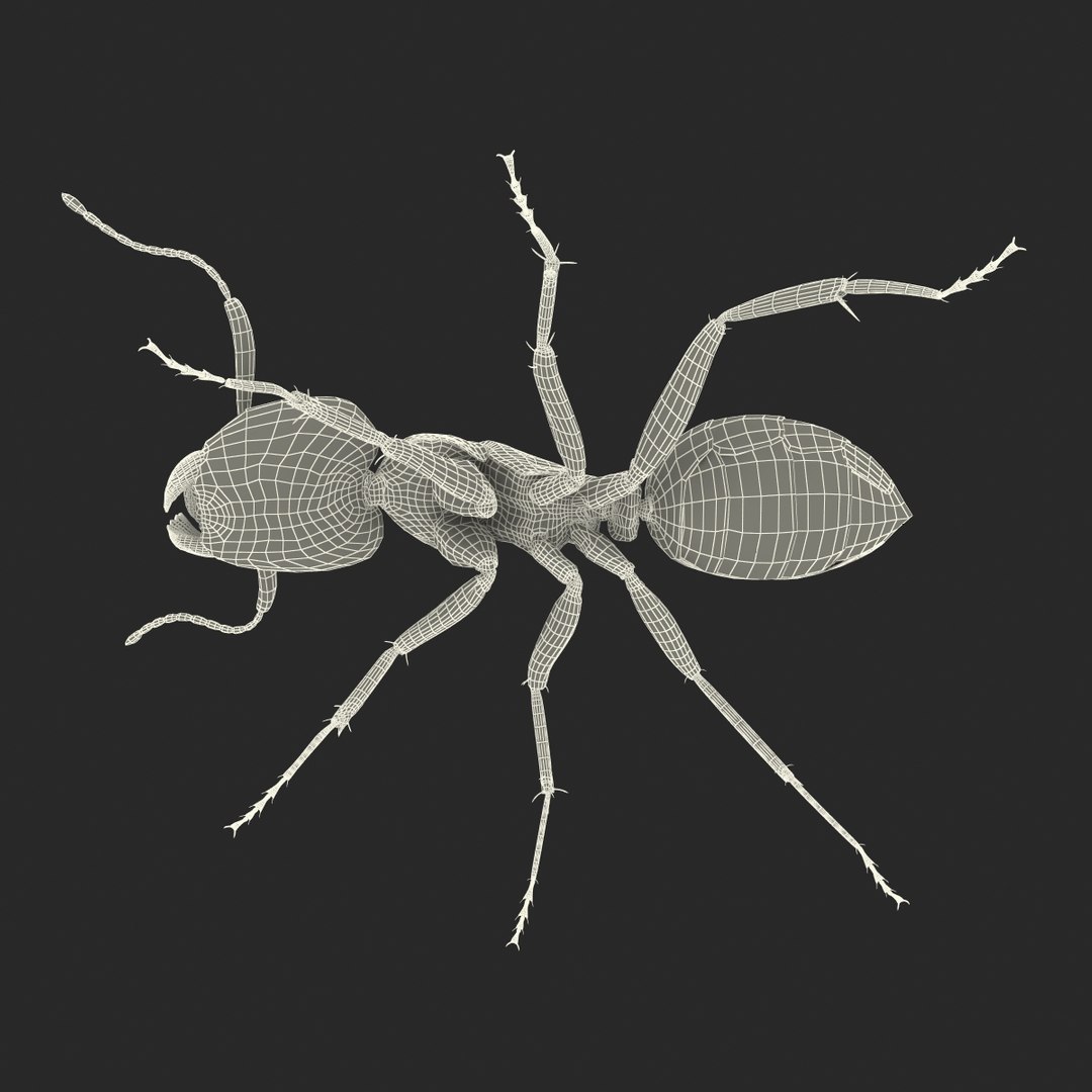 3d red ant rigged model https://p.turbosquid.com/ts-thumb/XM/S4VdQK/ZA32sbXo/readantrigged3dmodel38/jpg/1453718642/1920x1080/fit_q87/a83a3a9b1b529d0ff7fd4027b1b9e1803c2b93fb/readantrigged3dmodel38.jpg