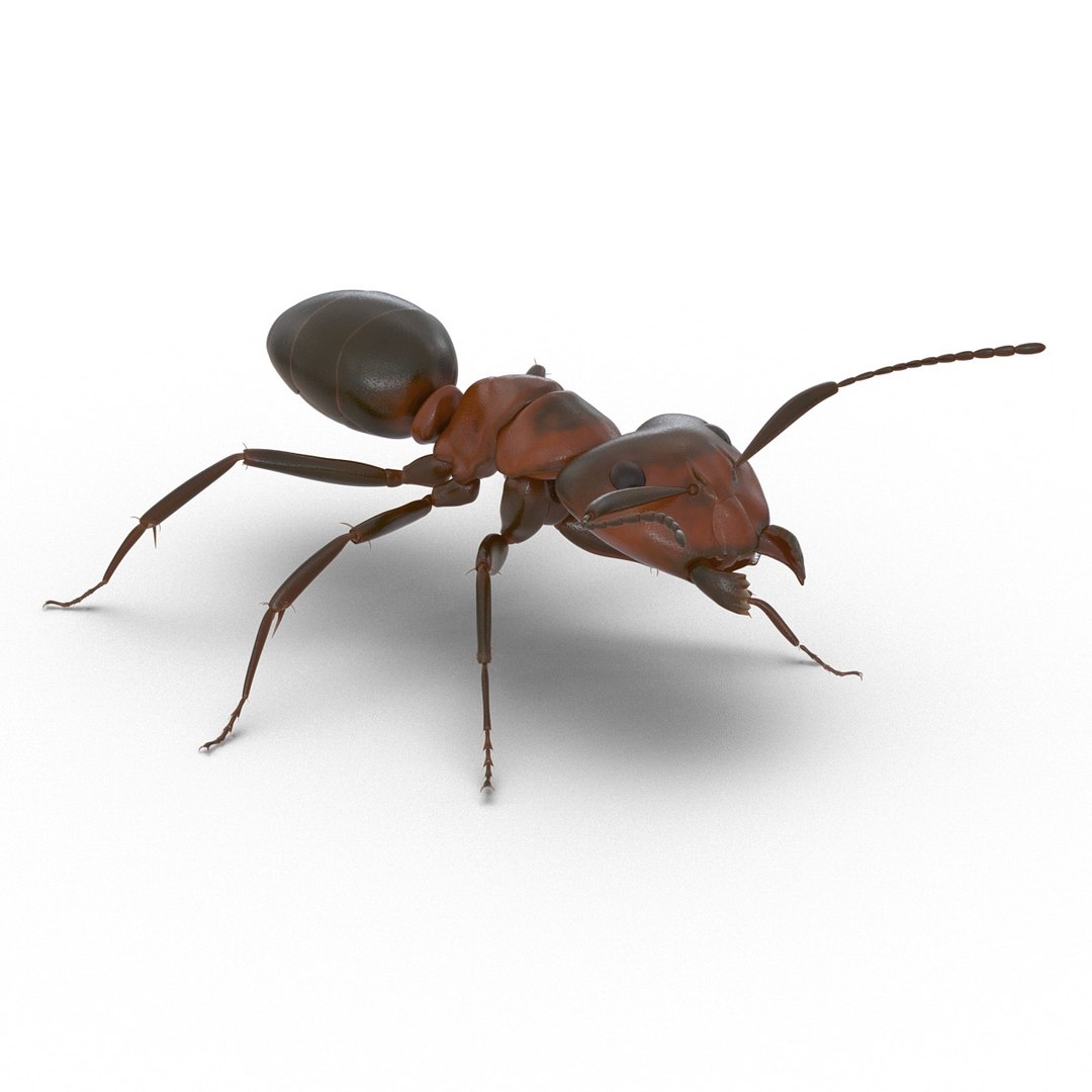 3d red ant rigged model https://p.turbosquid.com/ts-thumb/XM/S4VdQK/dVNj8Ypg/readantrigged3dmodel05/jpg/1453718638/1920x1080/fit_q87/c51b268be980b1737affbffed5dea53f21aa4184/readantrigged3dmodel05.jpg