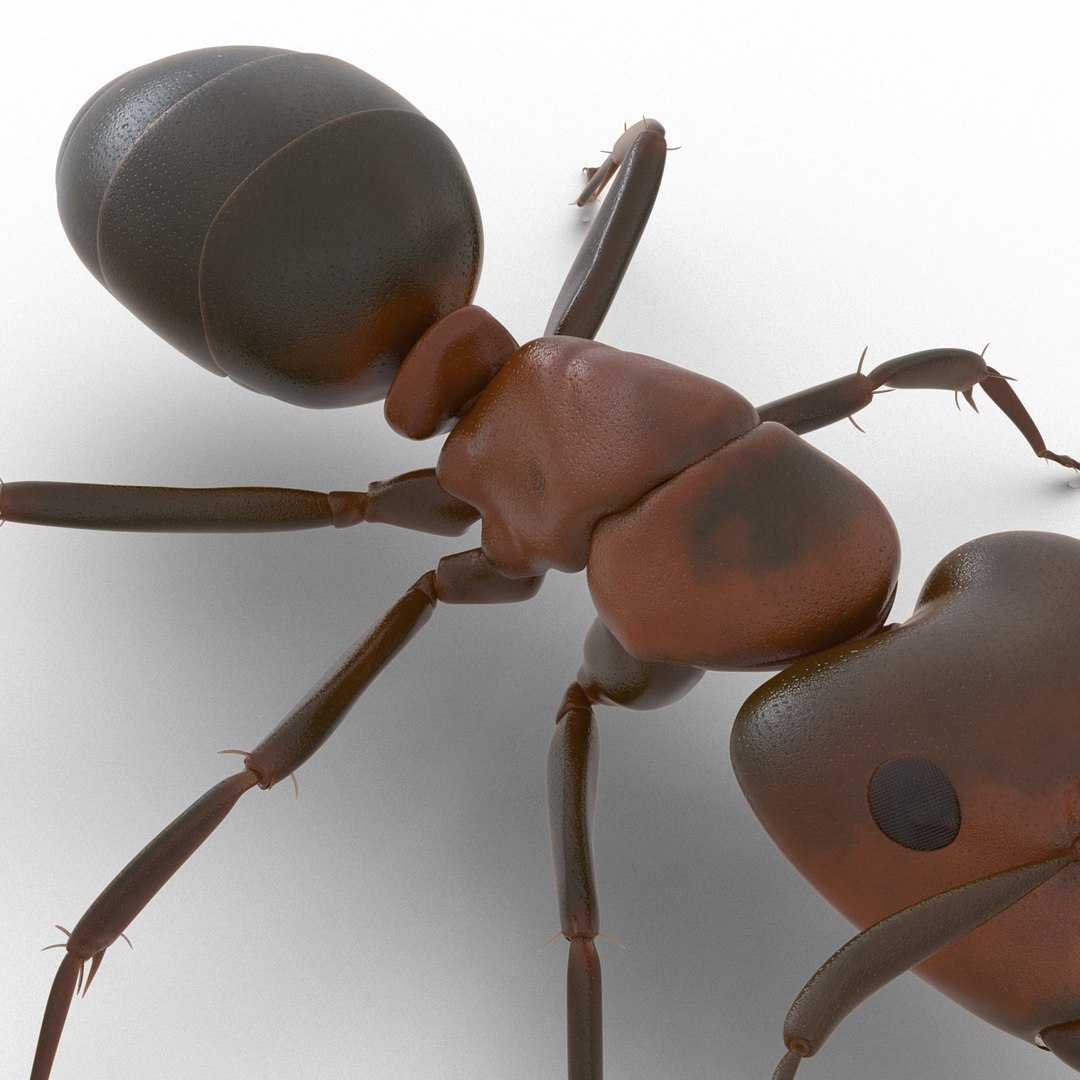 3d red ant rigged model https://p.turbosquid.com/ts-thumb/XM/S4VdQK/gMqbXB5A/readantrigged3dmodel22/jpg/1453718640/1920x1080/fit_q87/eacac2db4f7826cc282e73d8ab8f878310f81687/readantrigged3dmodel22.jpg