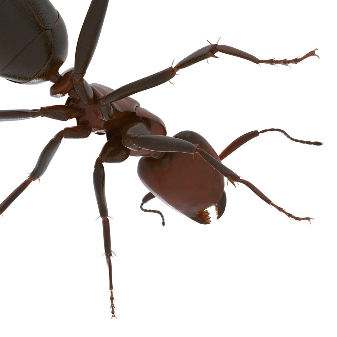 3d red ant rigged model https://p.turbosquid.com/ts-thumb/XM/S4VdQK/hrW31jcs/readantrigged3dmodel20/jpg/1453718640/1920x1080/fit_q87/486e9c00b1e32bc9679b1fbe9b427caaaa9a14ca/readantrigged3dmodel20.jpg