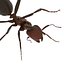 Red Ant Rigged