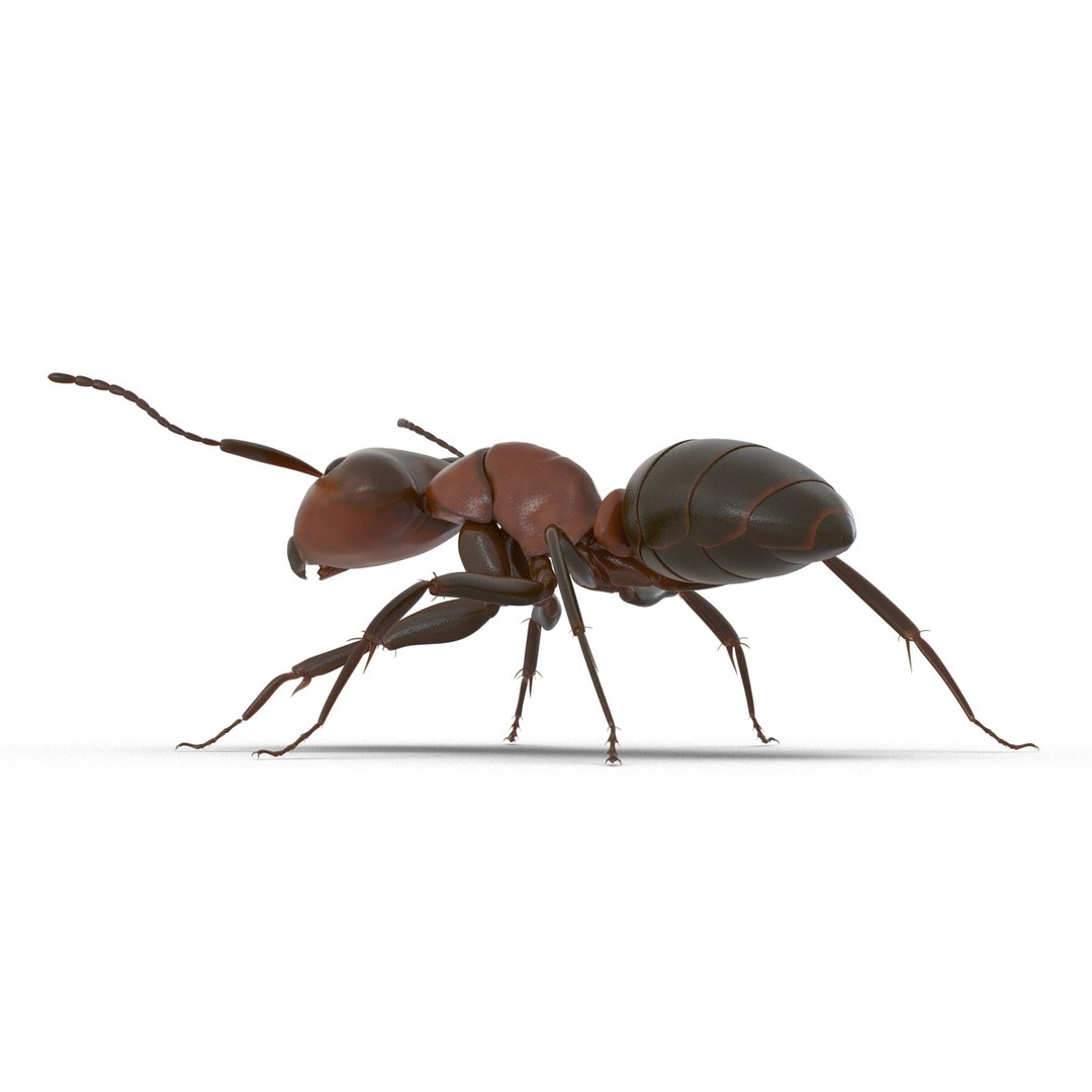 3d red ant rigged model https://p.turbosquid.com/ts-thumb/XM/S4VdQK/kKFlCMaH/readantrigged3dmodel11/jpg/1453718638/1920x1080/fit_q87/8ce362d60e77f17d7a024f6c2ae172f7e75d864a/readantrigged3dmodel11.jpg