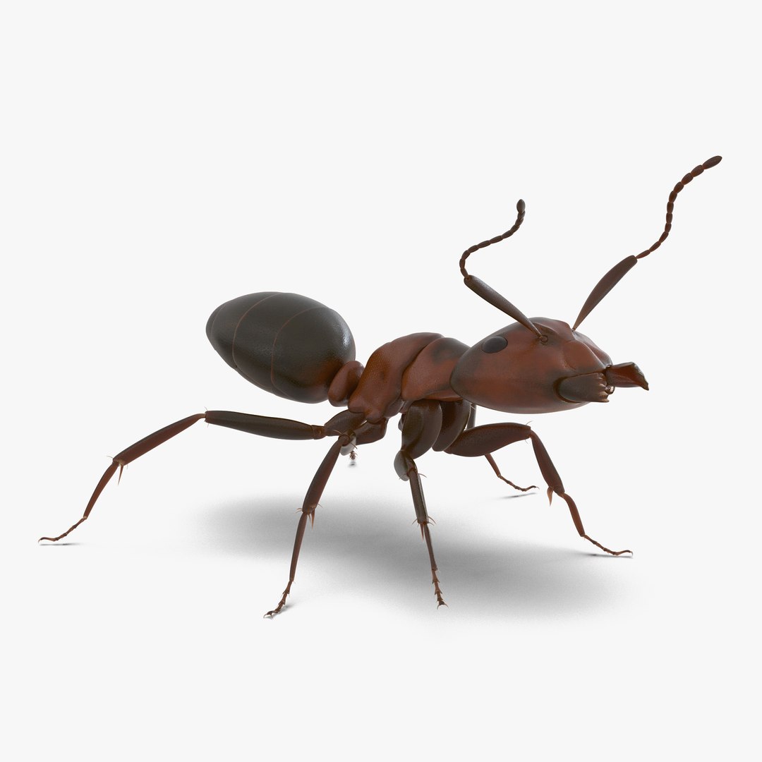 Red Ant Rigged 3D model preview