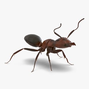 3d red ant rigged model