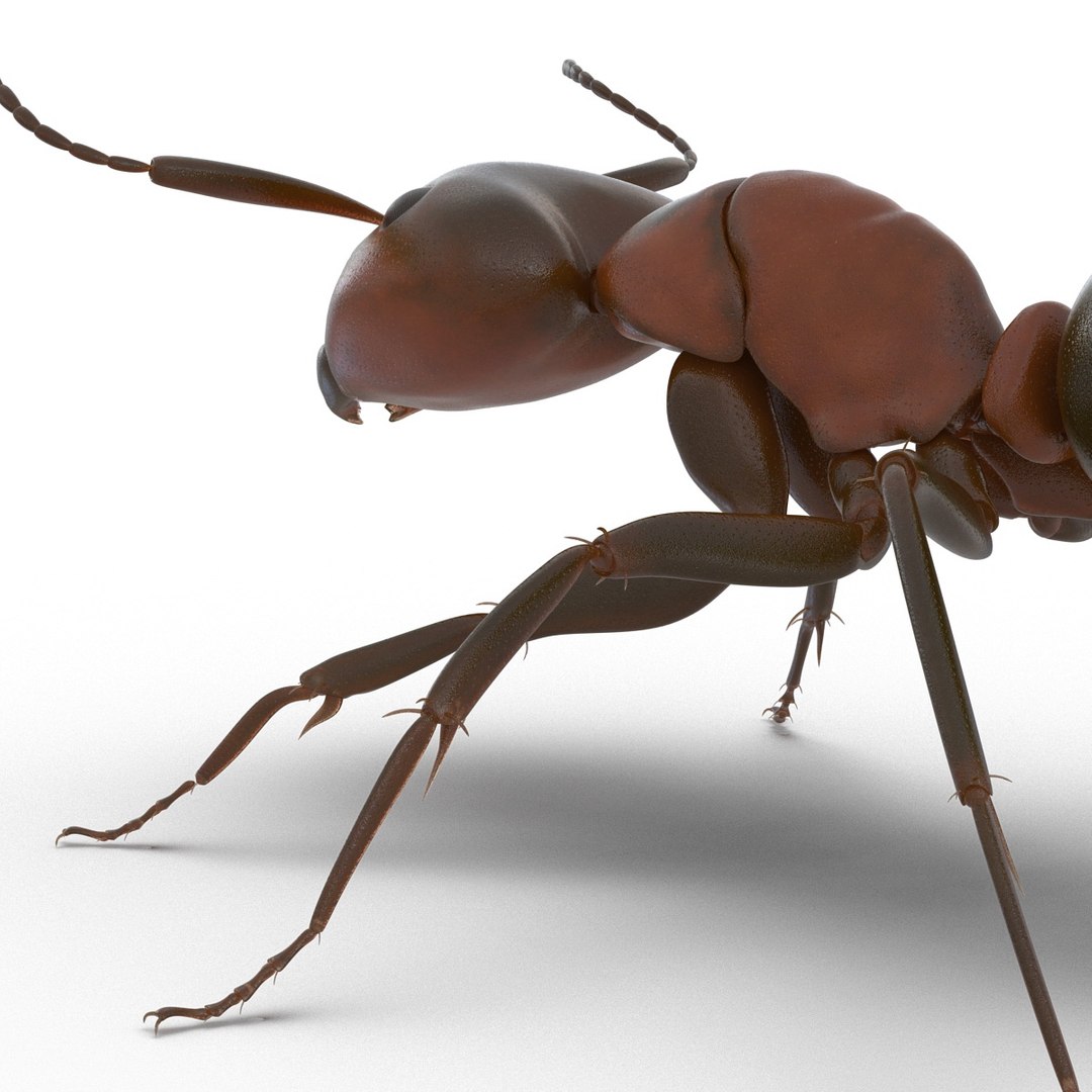 3d red ant rigged model https://p.turbosquid.com/ts-thumb/XM/S4VdQK/qOkcG5CV/readantrigged3dmodel24/jpg/1453718640/1920x1080/fit_q87/3df6efb624c416c138af08fd58b107c8d2555b11/readantrigged3dmodel24.jpg