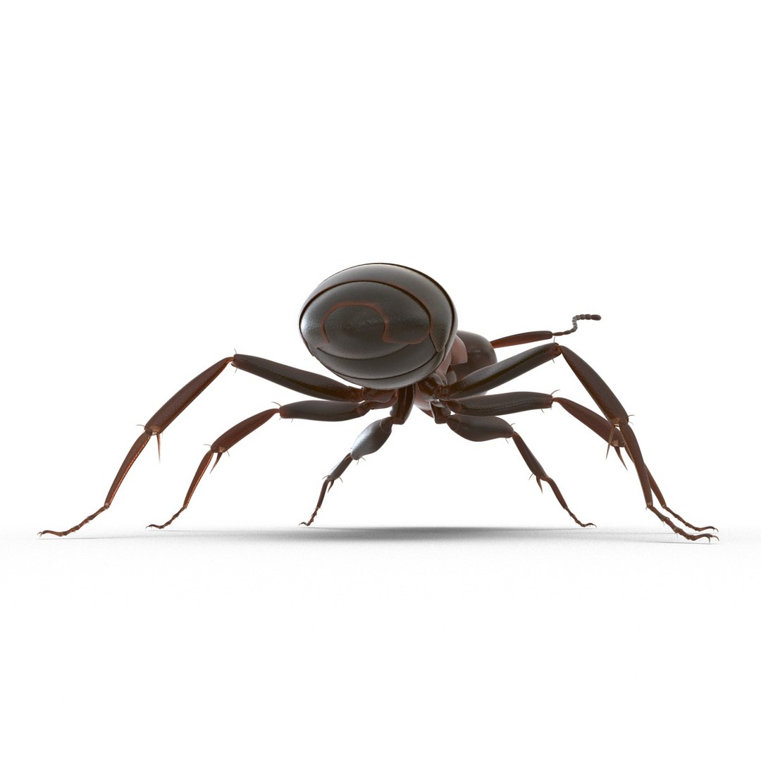 3d red ant rigged model https://p.turbosquid.com/ts-thumb/XM/S4VdQK/uEYQrhEy/readantrigged3dmodel15/jpg/1453718639/1920x1080/fit_q87/b127c557267493cc5280bd7039bf0dbe2d161894/readantrigged3dmodel15.jpg
